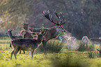 red deer