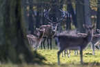 red deer