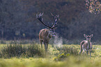 red deer