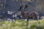 red deer