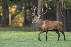red deer