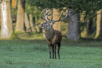 red deer