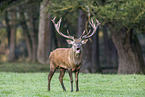 red deer