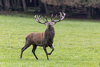 red deer