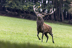 red deer