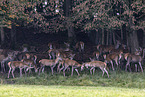 red deer