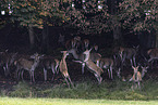 red deer