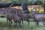 red deer
