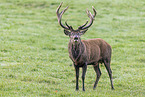 red deer