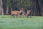 red deer
