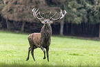 red deer