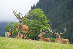red deer