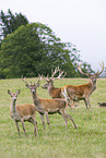 red deer