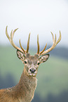 red deer