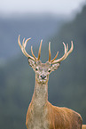 red deer