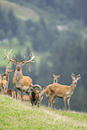 red deer