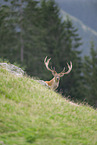 red deer