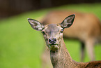 red deer