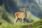 red deer