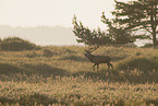 red deer