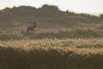 red deer