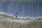 red deer