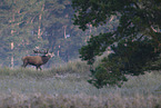 red deer