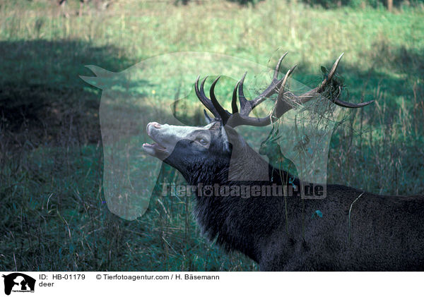 deer / HB-01179