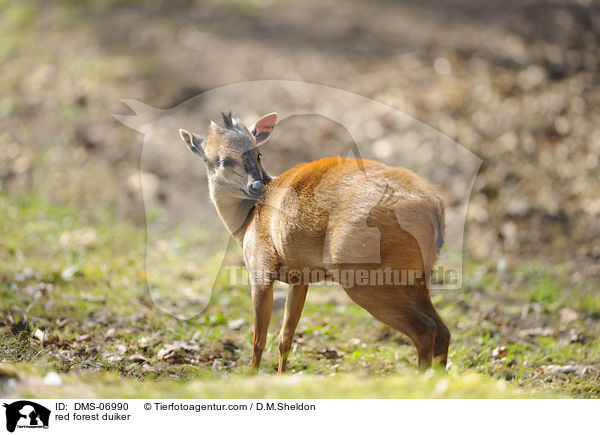 Rotducker / red forest duiker / DMS-06990