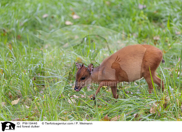 Rotducker / red forest duiker / PW-19446