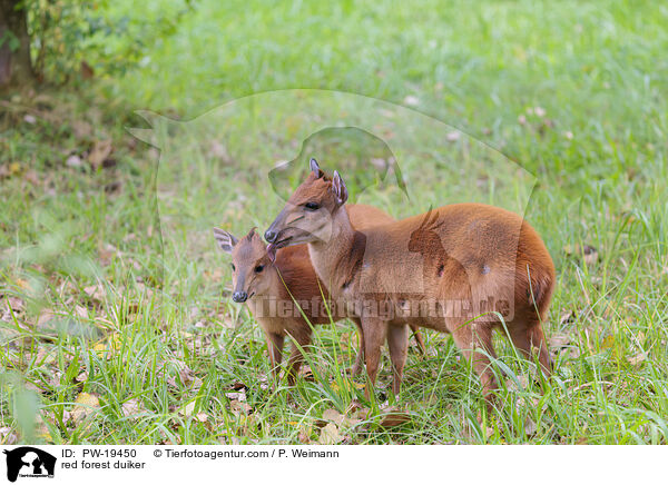 Rotducker / red forest duiker / PW-19450