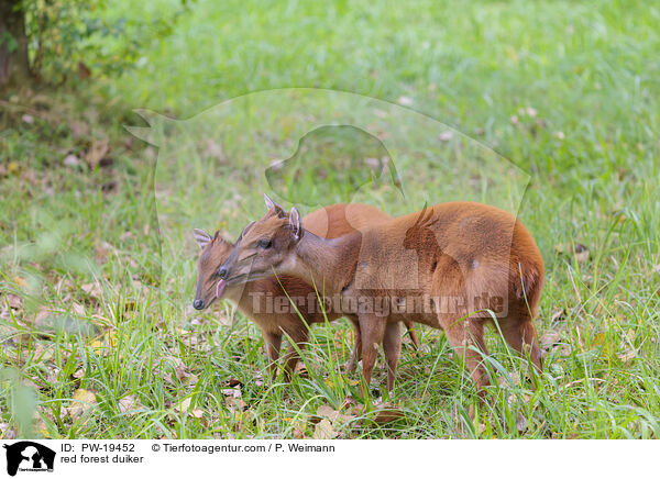 red forest duiker / PW-19452