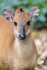 red forest duiker