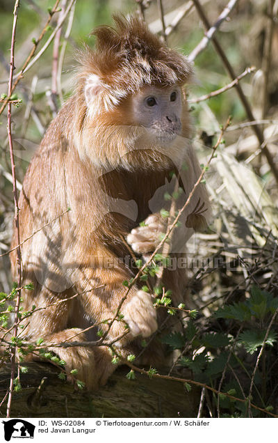 red Javan Langur / WS-02084