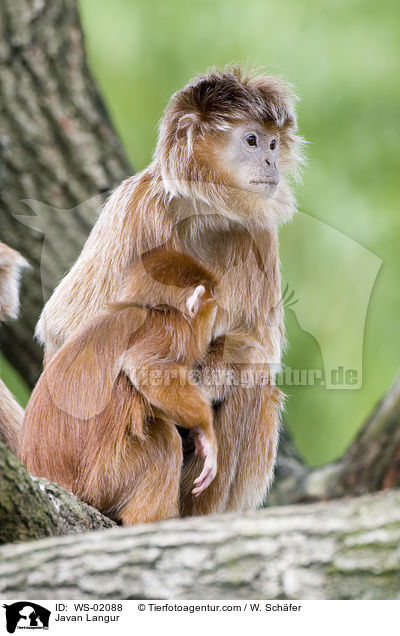 Javan Langur / WS-02088