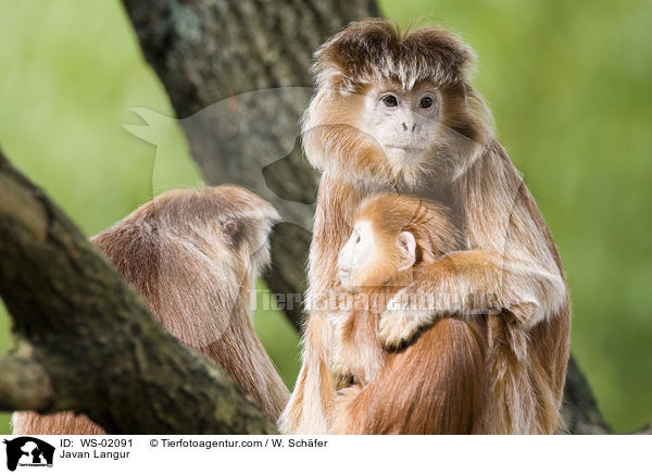 Javan Langur / WS-02091