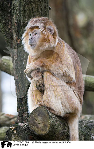 Javan Langur / WS-02094