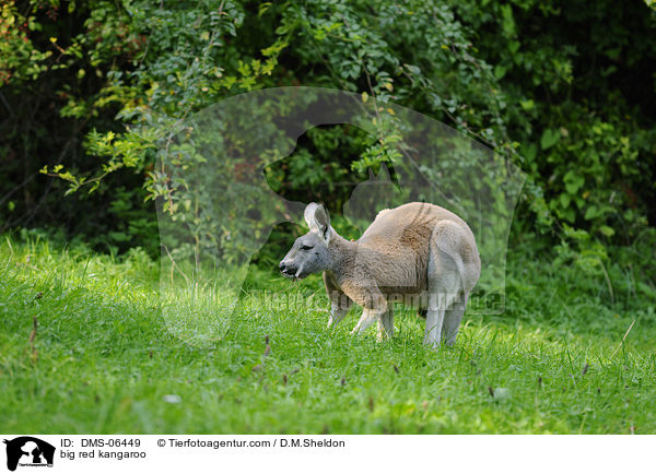 big red kangaroo / DMS-06449
