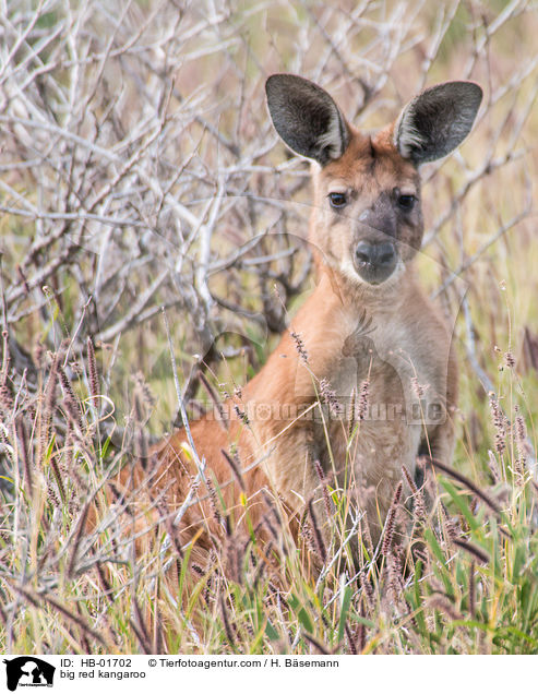 big red kangaroo / HB-01702