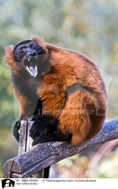 Roter Vari / red ruffed lemur / MBS-06956