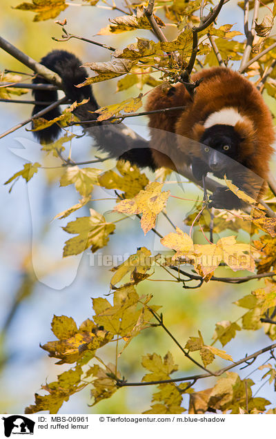 Roter Vari / red ruffed lemur / MBS-06961