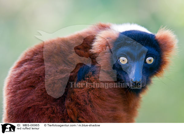 Roter Vari / red ruffed lemur / MBS-06965