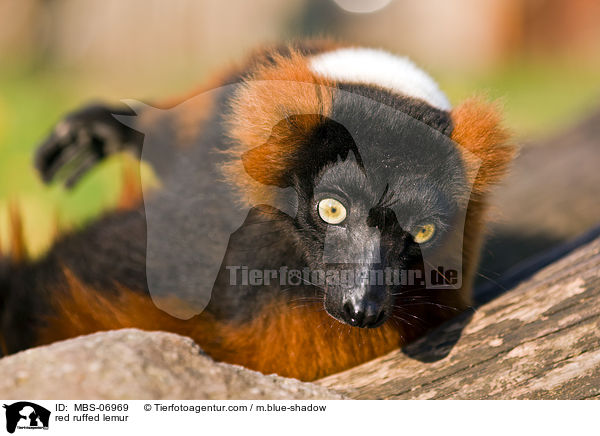 Roter Vari / red ruffed lemur / MBS-06969