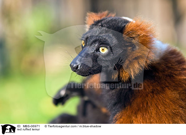 Roter Vari / red ruffed lemur / MBS-06971
