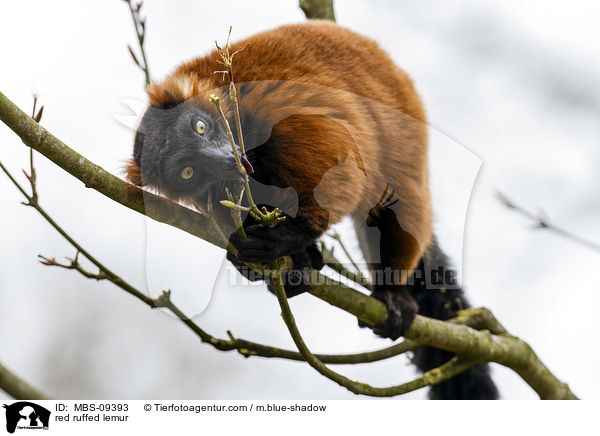 Roter Vari / red ruffed lemur / MBS-09393