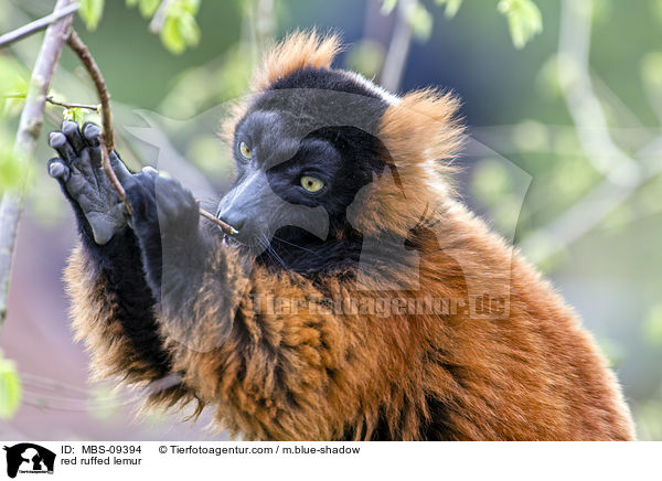 Roter Vari / red ruffed lemur / MBS-09394