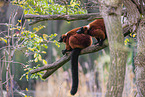 red ruffed lemurs
