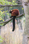 red ruffed lemur