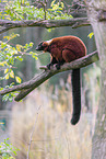 red ruffed lemur