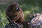 sitting Red-bellied Lemur